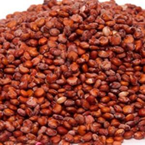 Solid Food - quinoa red