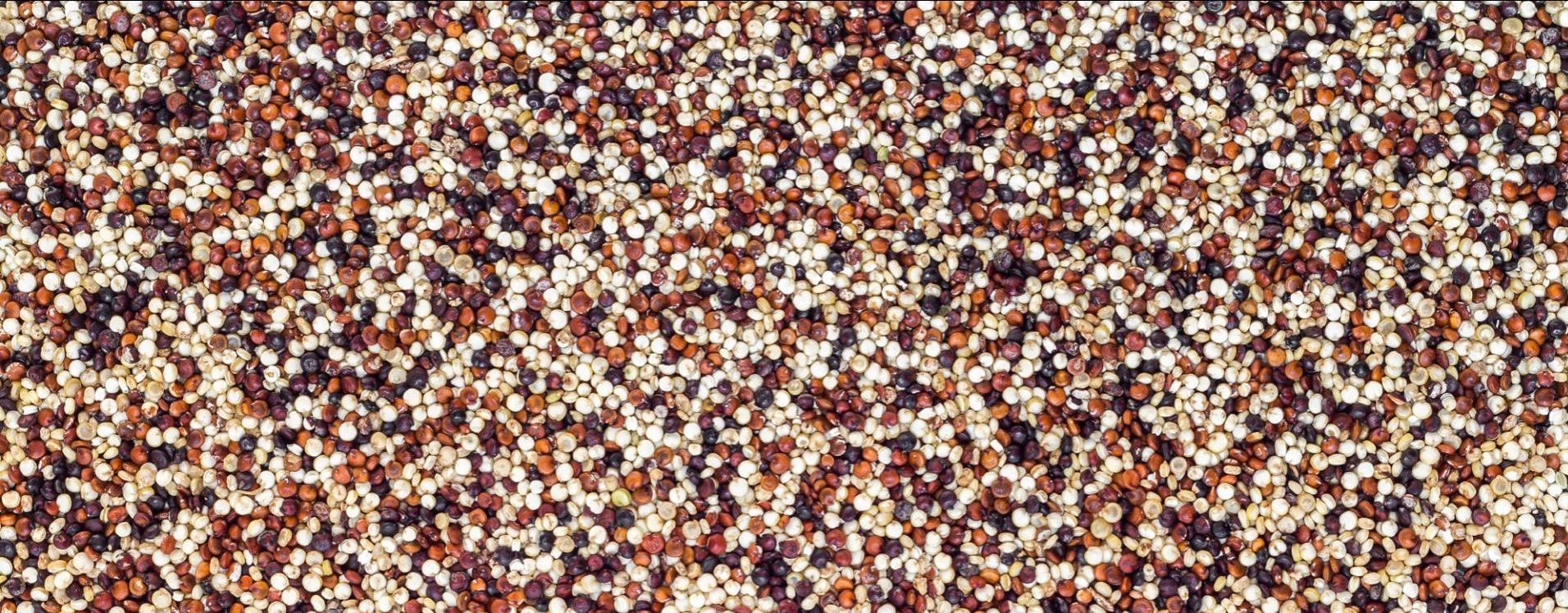 Solid Food - quinoa tricolor